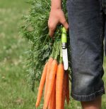 Navaja Opinel N.7 Acero Inoxidable Punta Redonda Verde - Imagen 4