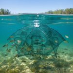 Trampa Red Para Mojarras Carnadas12 Bocas - Imagen 3