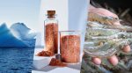 Harina Cebador De Krill Para Pesca Rio Costa Playa 2,5 Kilos - Imagen 3