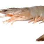 Camaron Congelado - Carnada Pesca Brotola Corvina Lenguado